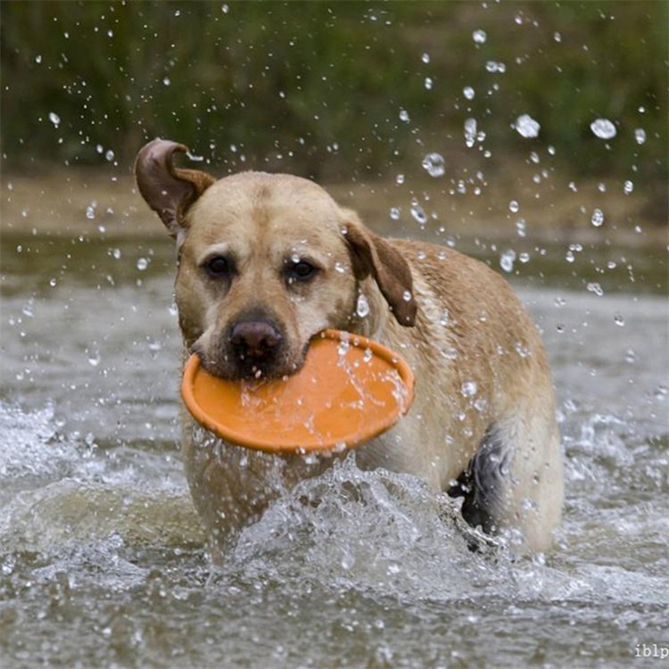 Pet Training Toy Interactive Dog Chew Toys Resistance Bite Soft Rubber Toys Pet Flying Discs Dog Frisbeed