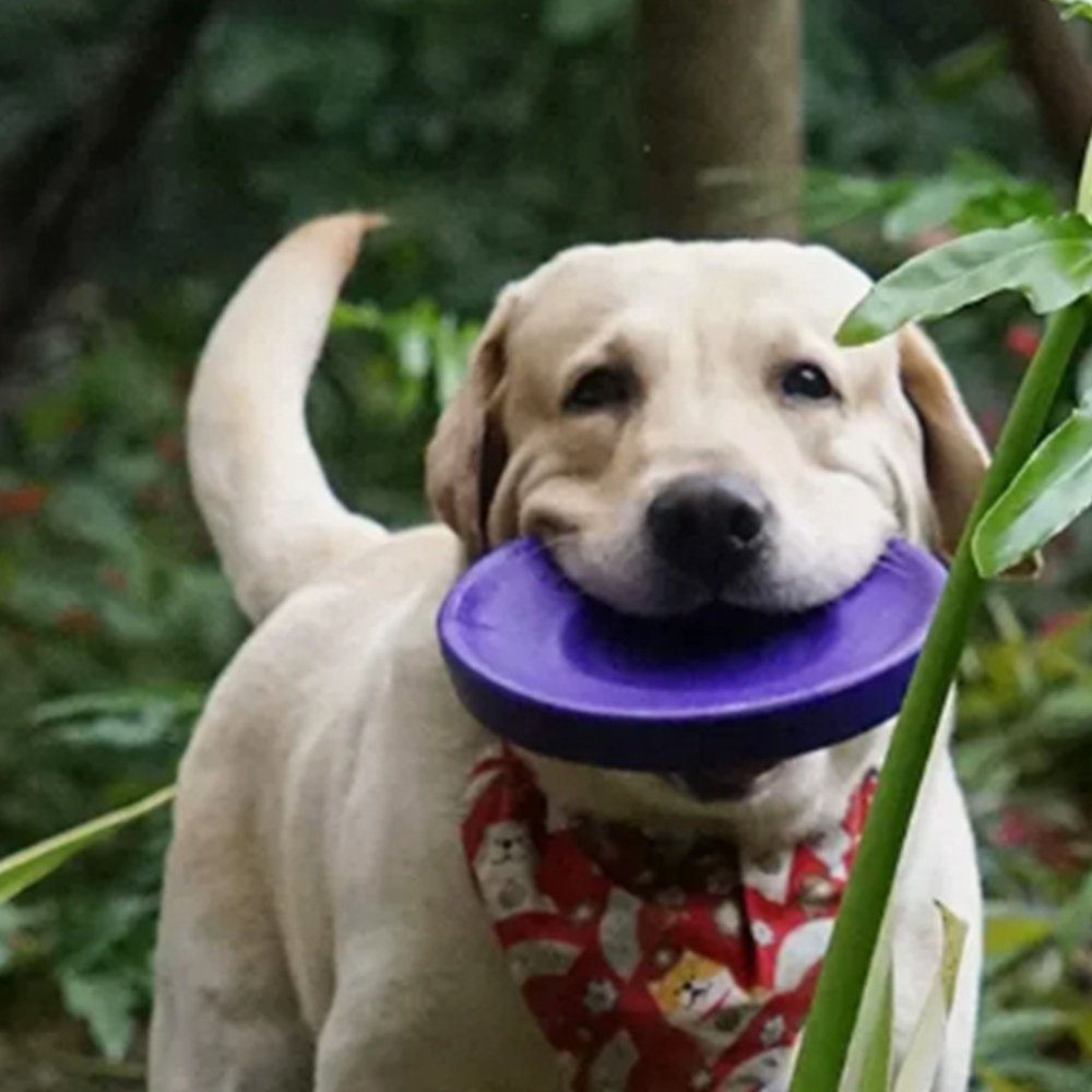 Customized Durable Soft Non-Slip Dog Flying Disc TPR Game Frisbeed Pet Bite Resistant Frisbeed Outdoor Training Dog Toys