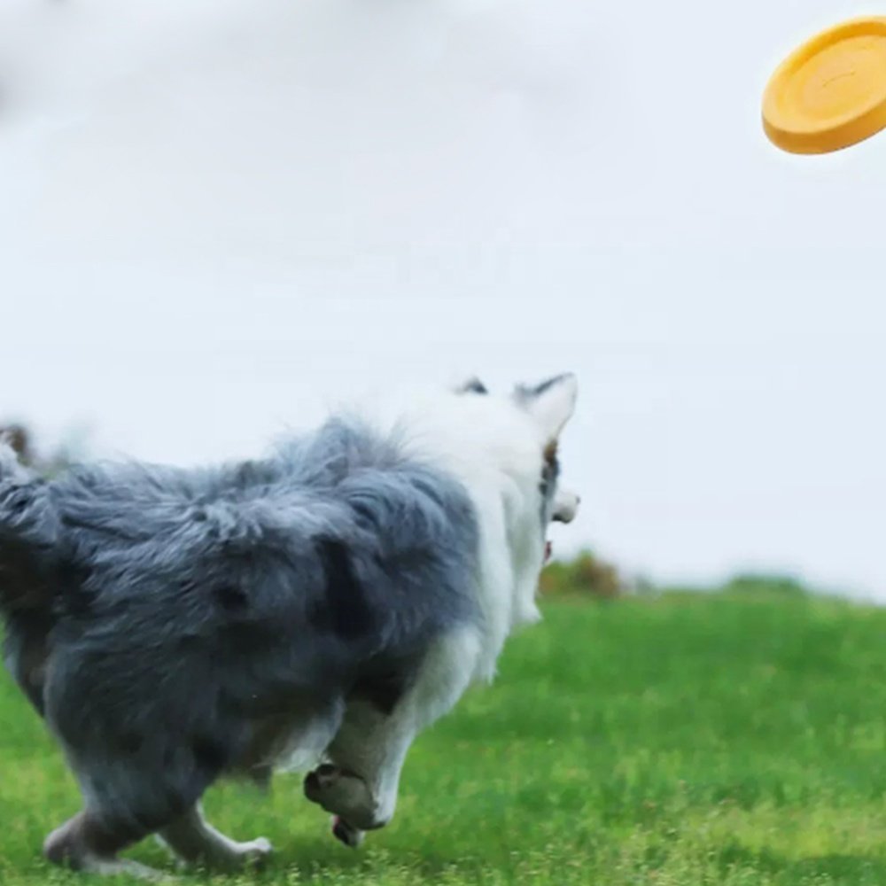 Customized Durable Soft Non-Slip Dog Flying Disc TPR Game Frisbeed Pet Bite Resistant Frisbeed Outdoor Training Dog Toys