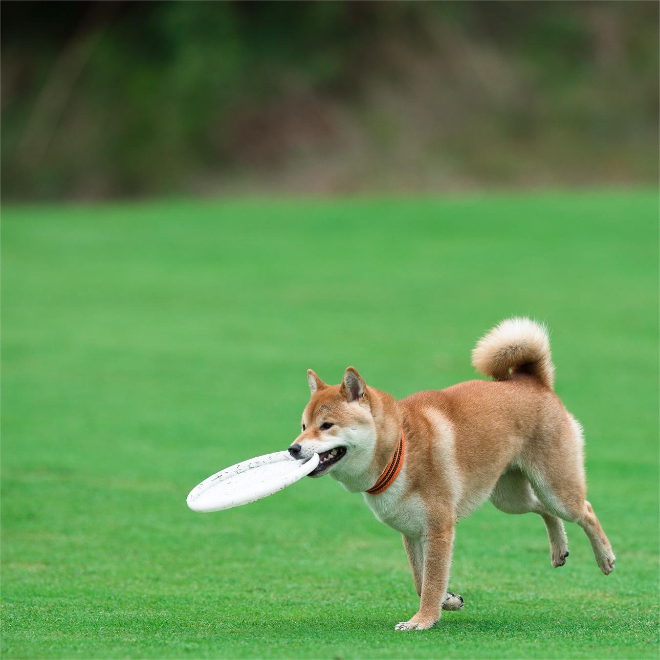 wholesale hot selling custom dog frisbee pet frisbee mini frisbee