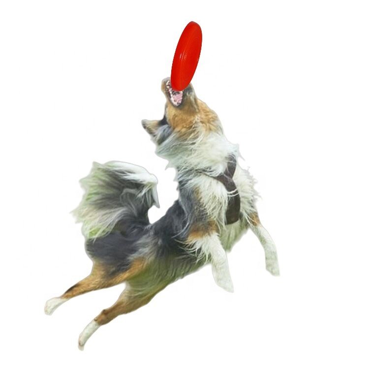 popular outside sports training dog toys 16cm interesting harmless frisbees pets