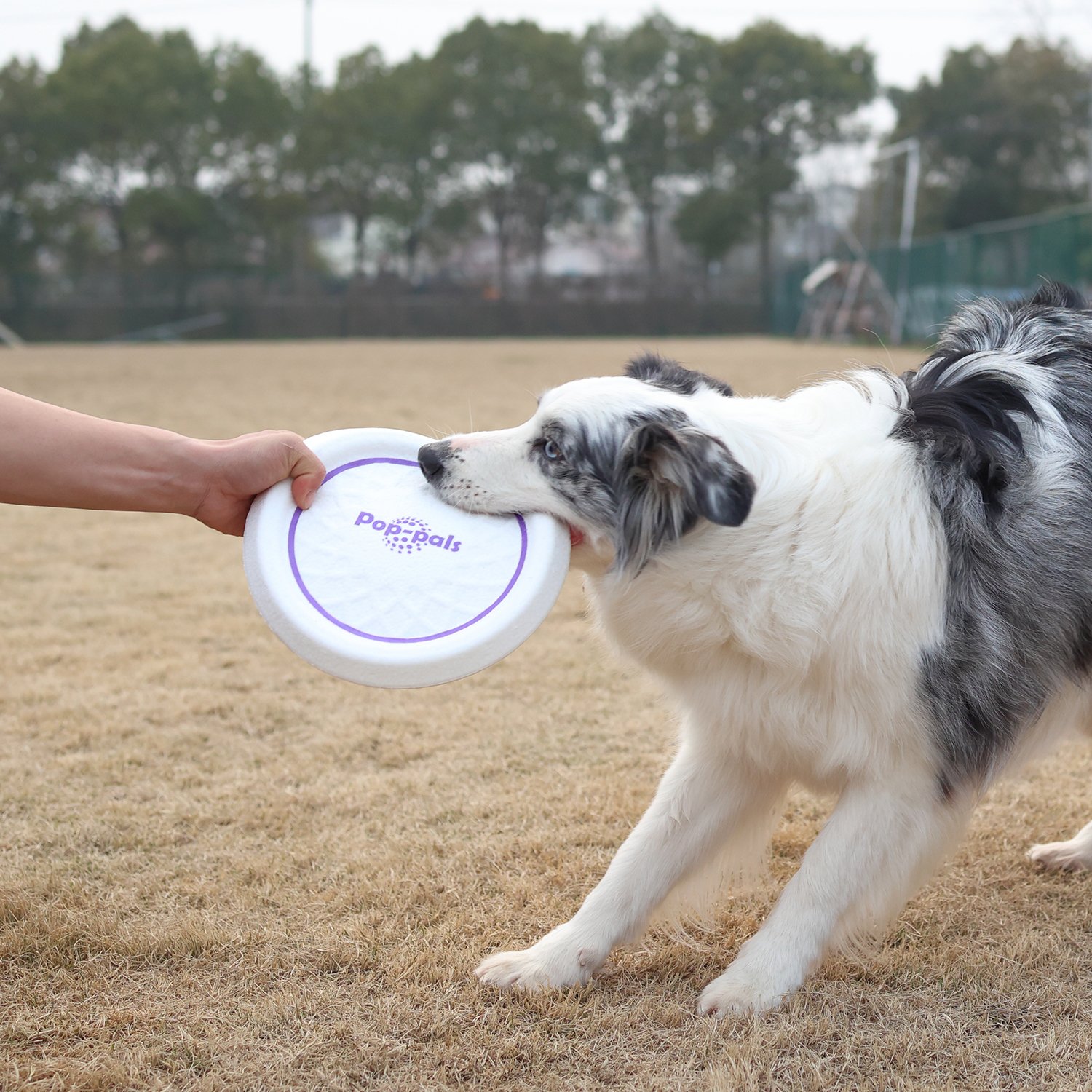 GiGwi Pop-pals Flyingdisc dog toy easy to clean outdoor training dog interactive toys