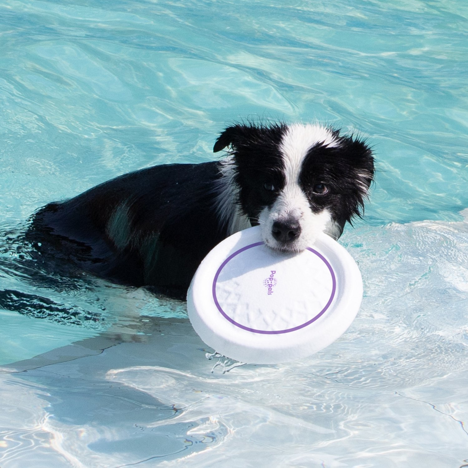 GiGwi Pop-pals Flyingdisc dog toy easy to clean outdoor training dog interactive toys