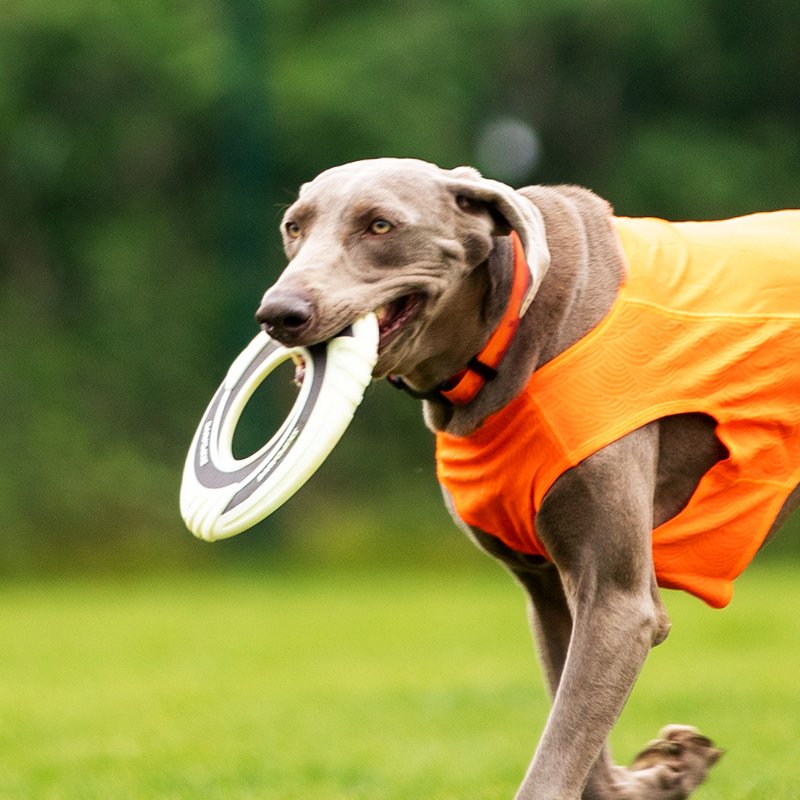 SKIPDAWG Dog TPR Floating Glowing in the dark Flying disc Training Toys Interactive Dog Pet frisbeed Toys for dogs